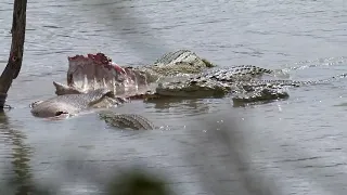 Crocodiles in the Luangwa River