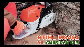 Stihl MS462 Chainsaw VS Huge Elm Log