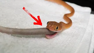 How To Assist Feed ANY Size Snake - Animal Rescue