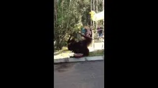 Самка орангутанга с детенышем принимает пищу
