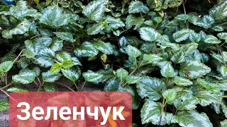 Зеленчук грунтопокривний,рослина ,яка з легкістю покриє будь-які недоліки в саду🍃