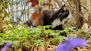 Norwegian Forest Cat: Summerday in April with Odin