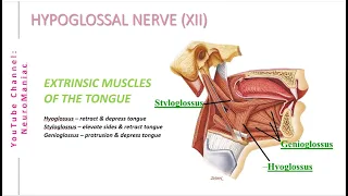 NEUROSCIENCE + EXAM QUESTIONS: CRANIAL NERVES PART 4 - VAGUS, SPINAL ACCESSORY & HYPOGLOSSAL