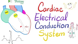 Cardiac Electrical Conduction System | Biology Lectures for MCAT, DAT, NEET, NCLEX