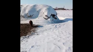 Электро пастух зимой. Бараны коровы привычка к электро пастуху/жизнь в деревне.