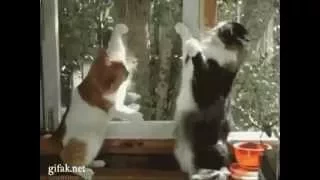 Видео кошки смотреть онлайн - подборка приколов!
