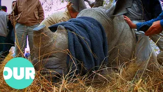 Animal FBI Go Undercover To Take Down Rhino Horn Smugglers | Animal Black Ops | Our World
