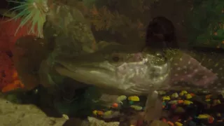 Как вырастить щуку-монстра в аквариуме за 5 месяцев