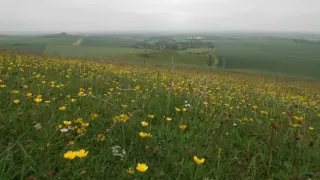 SKYLARK BIRD SONG