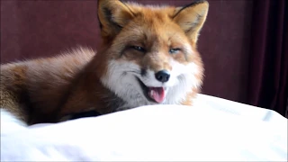 Singing Red Fox or What Does The Fox Actually Want to Say