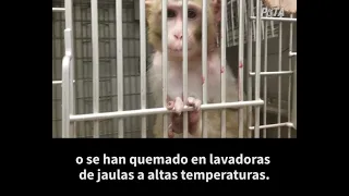 Centros Nacionales de Investigación de Primates: dolor y sufrimiento financiados por contribuyentes