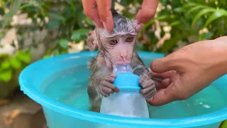 In The Morning Monkey Girl Take A Shower