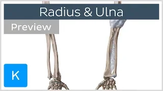 Bones of the forearm - Radius and ulna (preview) - Human Anatomy | Kenhub