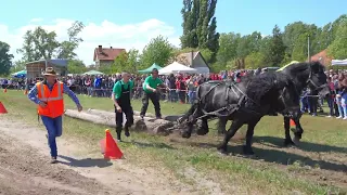 Nagykáta 2024-04-27 Nemzetközi Rönkhúzó Verseny