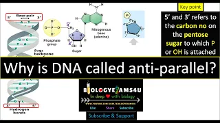 Why is DNA called anti-parallel? 🧬