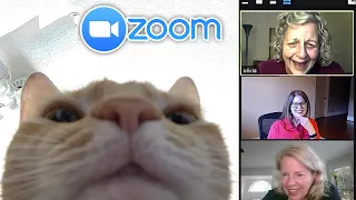 trolling online zoom classes... (but its wholesome asf)