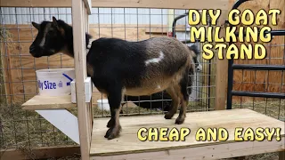 DIY Goat Milking Stand ~ Step By Step ~ Easy Build!