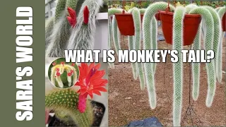 What is Monkey's Tail?A unique kind of Cactus 🌵||Complete Information & Caring Tips||