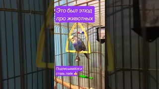 Этюд про животных. Кот 🐈‍⬛ кошка 🐈 попугай 🦜.😂😀😄😆