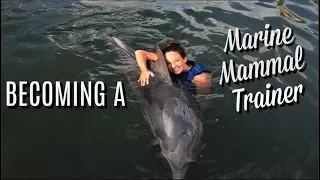 How to become a Marine Mammal Trainer