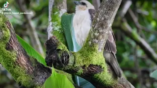 Juvenile ʻIo (Hawaiian hawk)