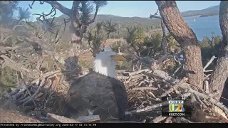 Bald eagle eggs ready to hatch at Big Bear Lake