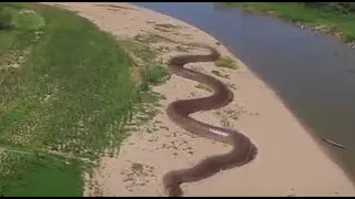 Самая Большая Змея, Найденная в Реке Амазонка