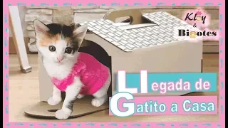 LLEGADA DE MI GATO A CASA🏠/ MI PRIMER GATO QUE NECESITO❓