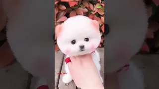 How to buy cute Pomeranian Dog | Pomeranian Dog | Teacup dog | Pocket Dog #dogs #shorts #viral