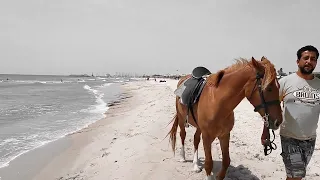 Как выглядело море и пляж Лошади и верблюды часто найзойливы