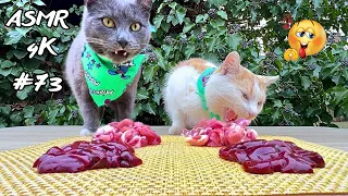 MUKBANG - The Cats Enjoys RAW Meal 4К/asmr cat eating 73