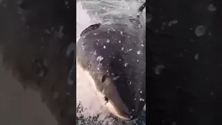Great White Shark Bite | Most Wanted Sharks | Great White Shark Encounter #shorts #greatwhiteshark
