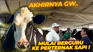 MAKIN BANYAK SAPI DI RUMAH..!! BERGURU DI PETERNAKAN BERUMUR 12 TAHUN ..!!