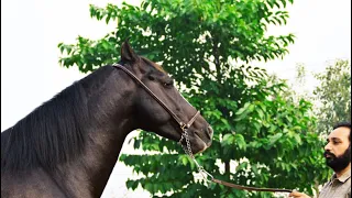 Stallion Taimoor Son Of Famous Kala Kanta | Marwari Horse | Sekhon Stud Farm Ranian | Scoobers