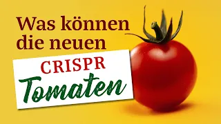 Was können die neuen CRISPR-Tomaten?