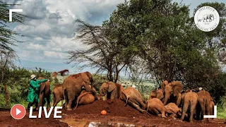 Milk feeding time for orphaned baby elephants at our Nursery | 1st July 2020 | Sheldrick Trust