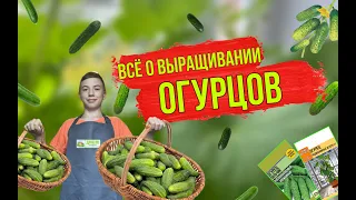 ВСЁ О ВЫРАЩИВАНИИ ОГУРЦОВ! Урожая будет много.