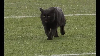 Cat Hilariously Runs Onto Field During Game! | Giants vs Cowboys 2019