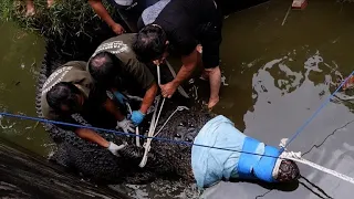 Após matar uma mulher, crocodilo é transferido