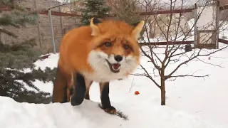 Foxie Fox made a snow den