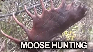 Best Moose Hunting in Russia - Join us!