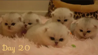 5 Fluffy Kittens That Look Like Cotton Candy!