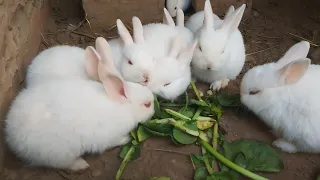 Cute Rabbits Eating | Bonding Rabbits | Bonding Rabbits Mounting | Stress Bonding Rabbits |