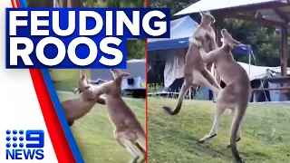 Terrified family wake after two brawling roos smash into tent | 9 News Australia