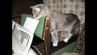 Серьезный котик изучает принтер. Кот компьютерщик. Обзор принтера - Serious cat. Cat geek.