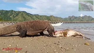 Komodo dragon chases deer in the sea