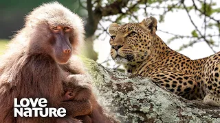 Leopard Climbs Tree to Attack Baboons by Night | Love Nature