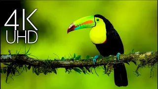 Ultimate  Collection Of Animals In 4K ULTRA HD HDR With Relaxing Music