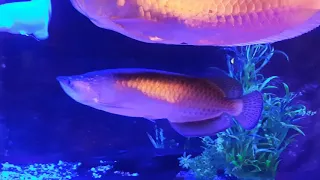 Jardini arowana showing agression towards his tank mates