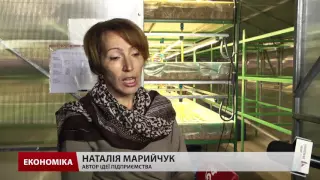 На Львівщині єдине підприємство в Україні вирощує зелень унікальним методом